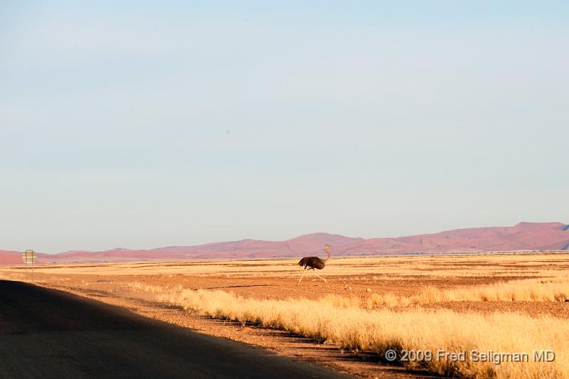 20090601_071748 D3 P1 P1.jpg - I saw several ostrich sightings all in Namibia